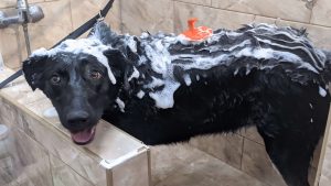 помыть собаку шампунем 