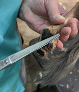 Обрезать когти собаке в Киеве